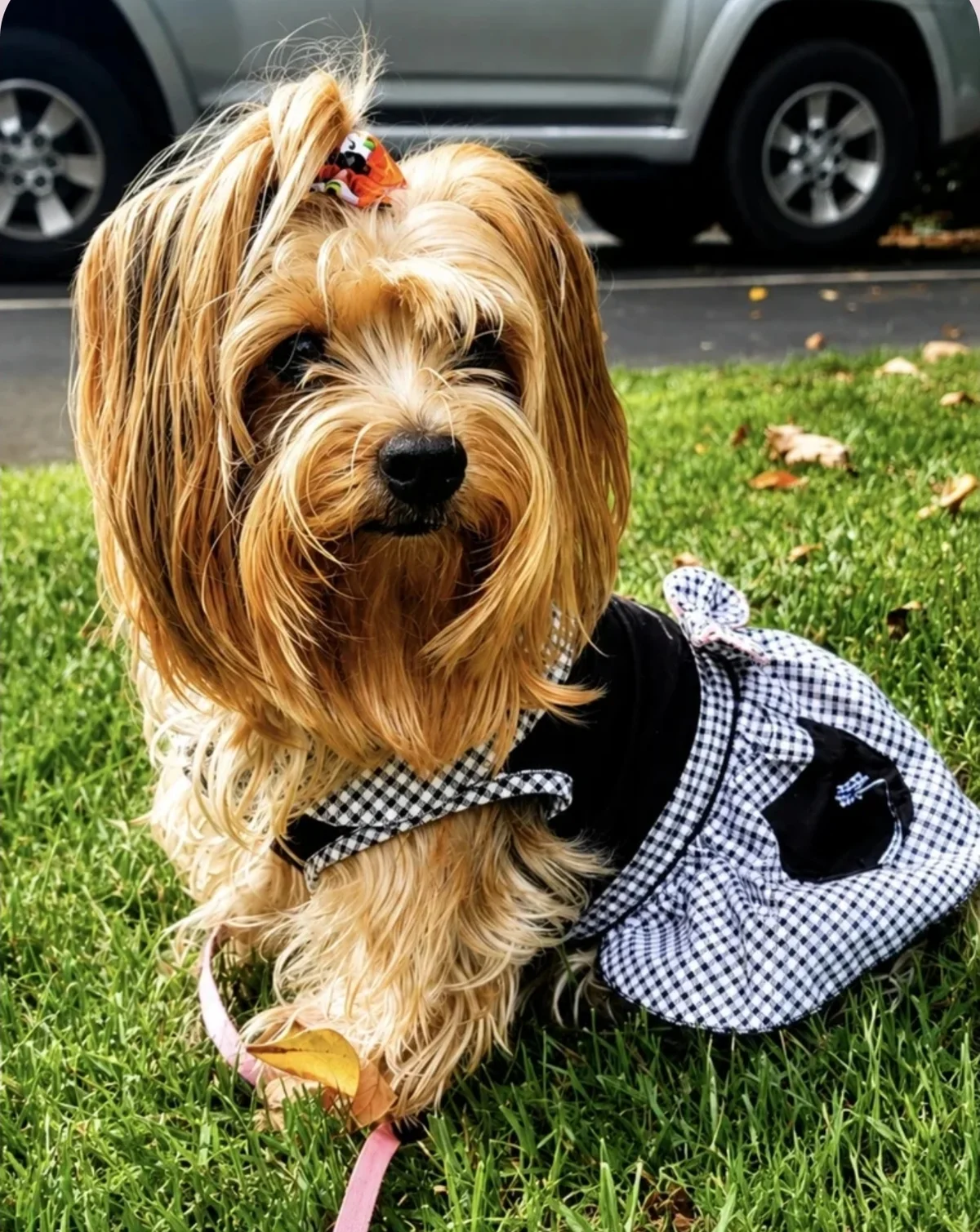 Real-life photo of Bella, the animal who inspired Bella's Big Job