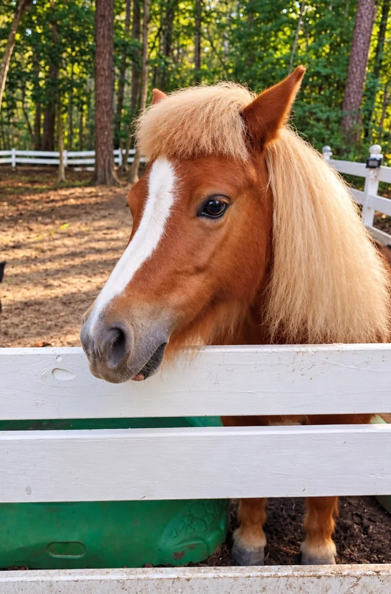 Real-life photo of Ellie, the animal who inspired Ellie's Little Sister