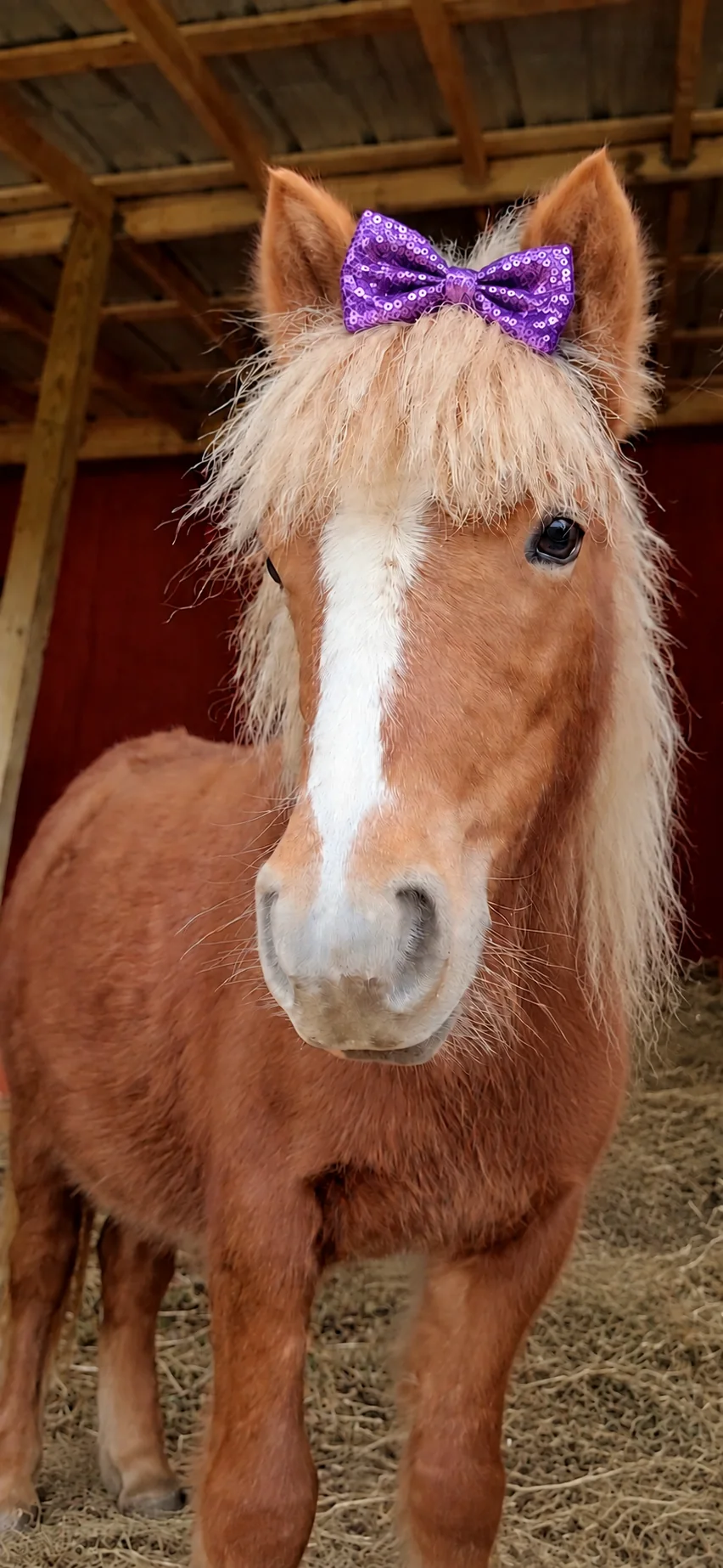 Ellie the miniature horse wearing her sparkly purple sequin bow
