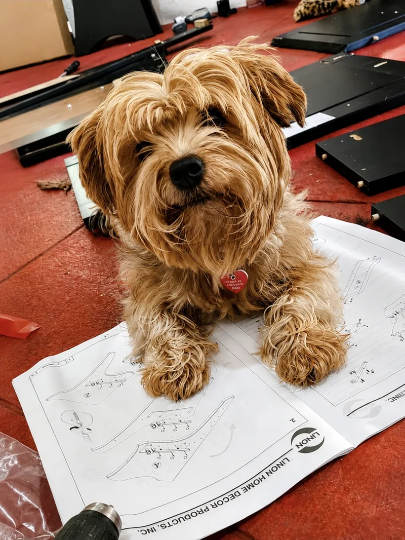 Bella lying on furniture assembly instructions