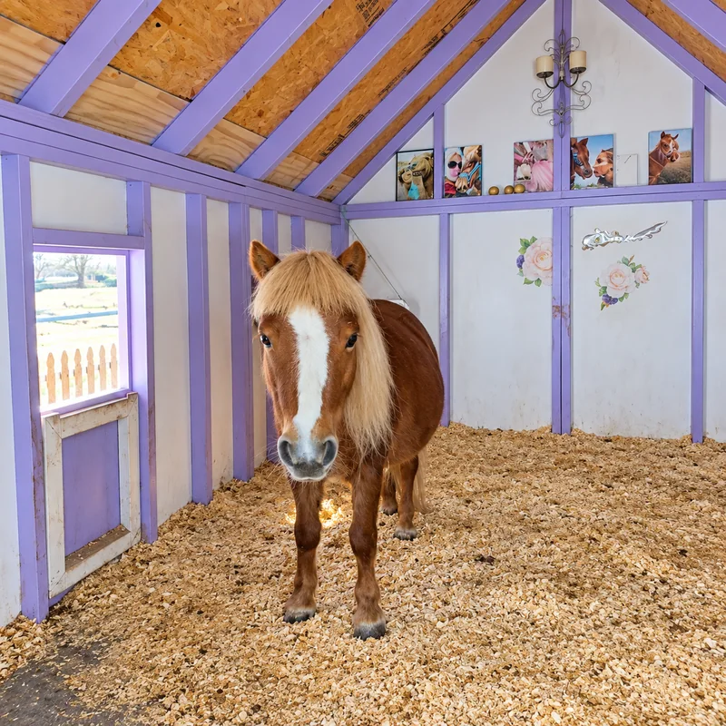 Ellie standing inside her purple cottage on the wood shaving bedding