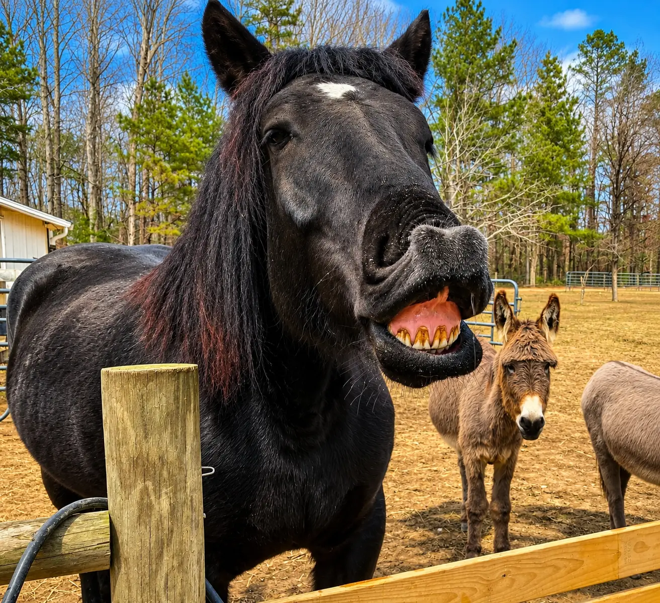 Real Kaydi the Percheron horse smiling at Outskirts of Heaven Farm